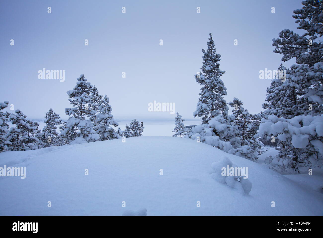 Neve coperto da alberi di pino e massi sono formando un disegno intricato nella luce blu del crepuscolo. Foto Stock