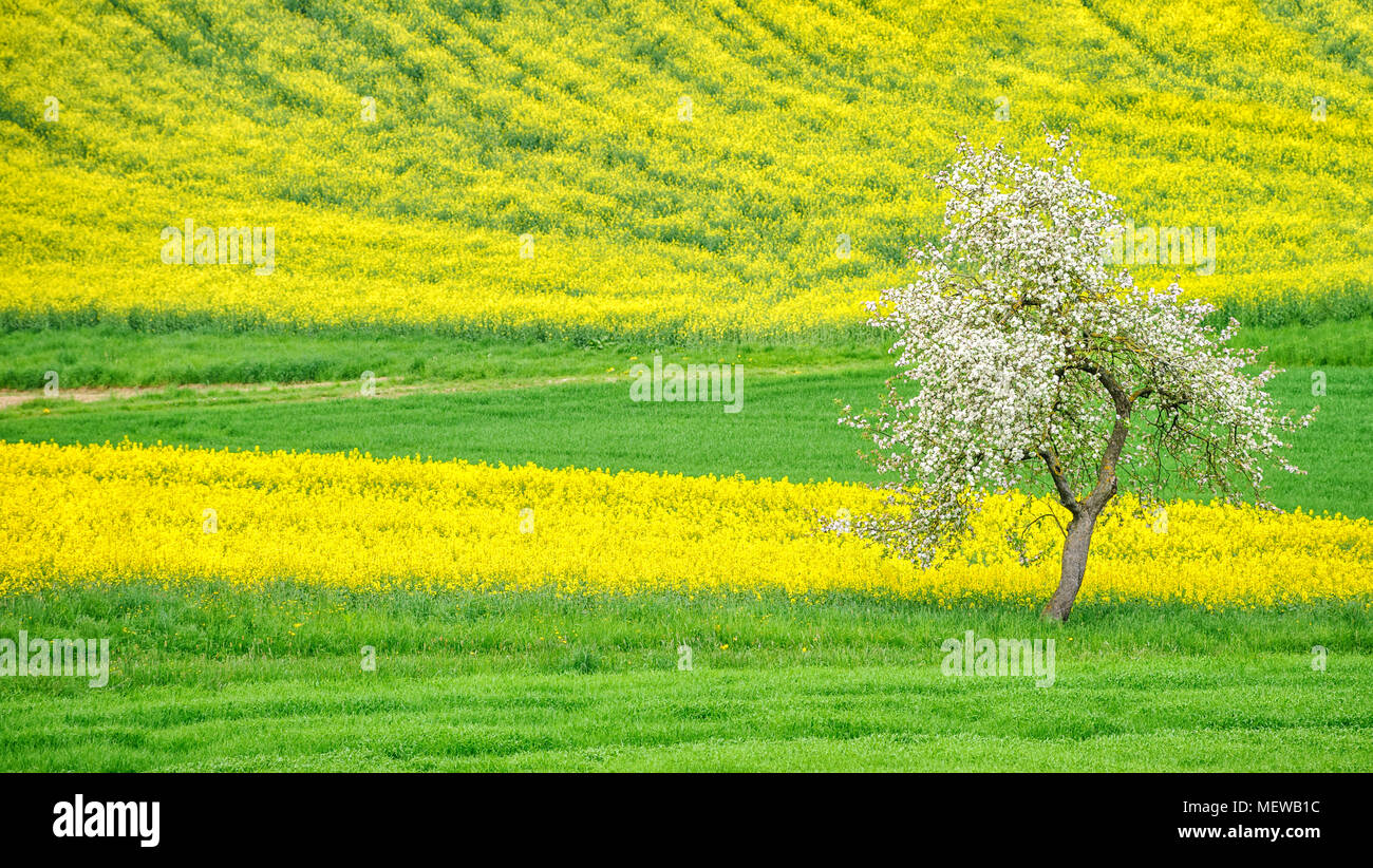 Bianco fiore del melo su una fioritura giallo campo raps in un tempo di primavera Foto Stock