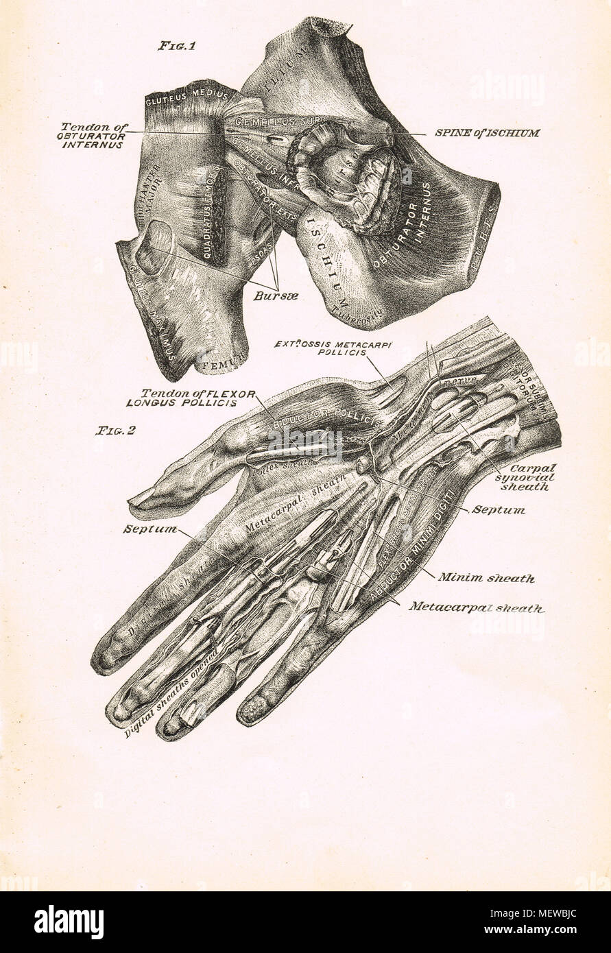 Anatomia Umana, mano e dell'anca, secolo XIX illustrazione Foto Stock