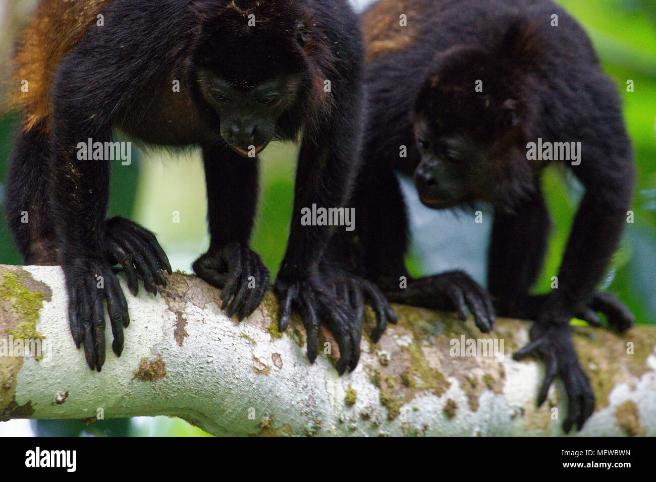 Due scimmie orlate d'oro (Alouatta palliata palliata) guardano verso il basso. Foto Stock