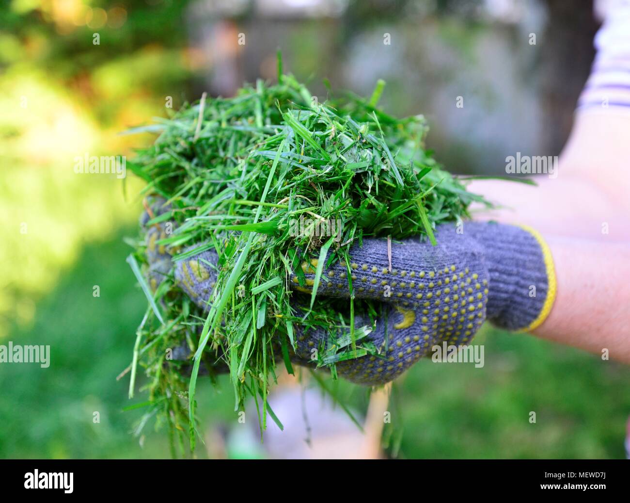 Womah con guanti di protezione tenendo spostata fresca erba in mani Foto Stock