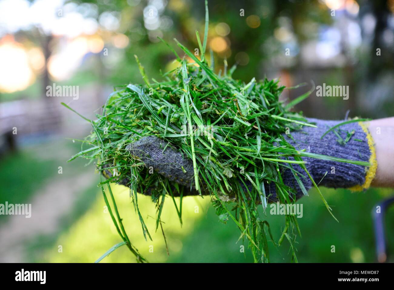 Womah con guanti di protezione tenendo spostata fresca erba in mani Foto Stock