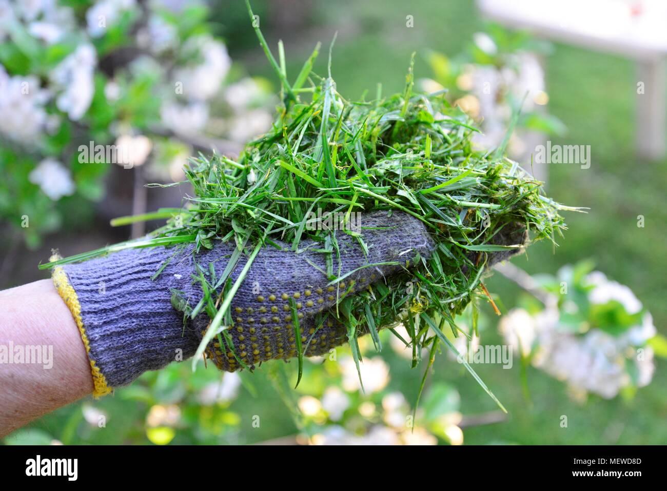 Womah con guanti di protezione tenendo spostata fresca erba in mani Foto Stock