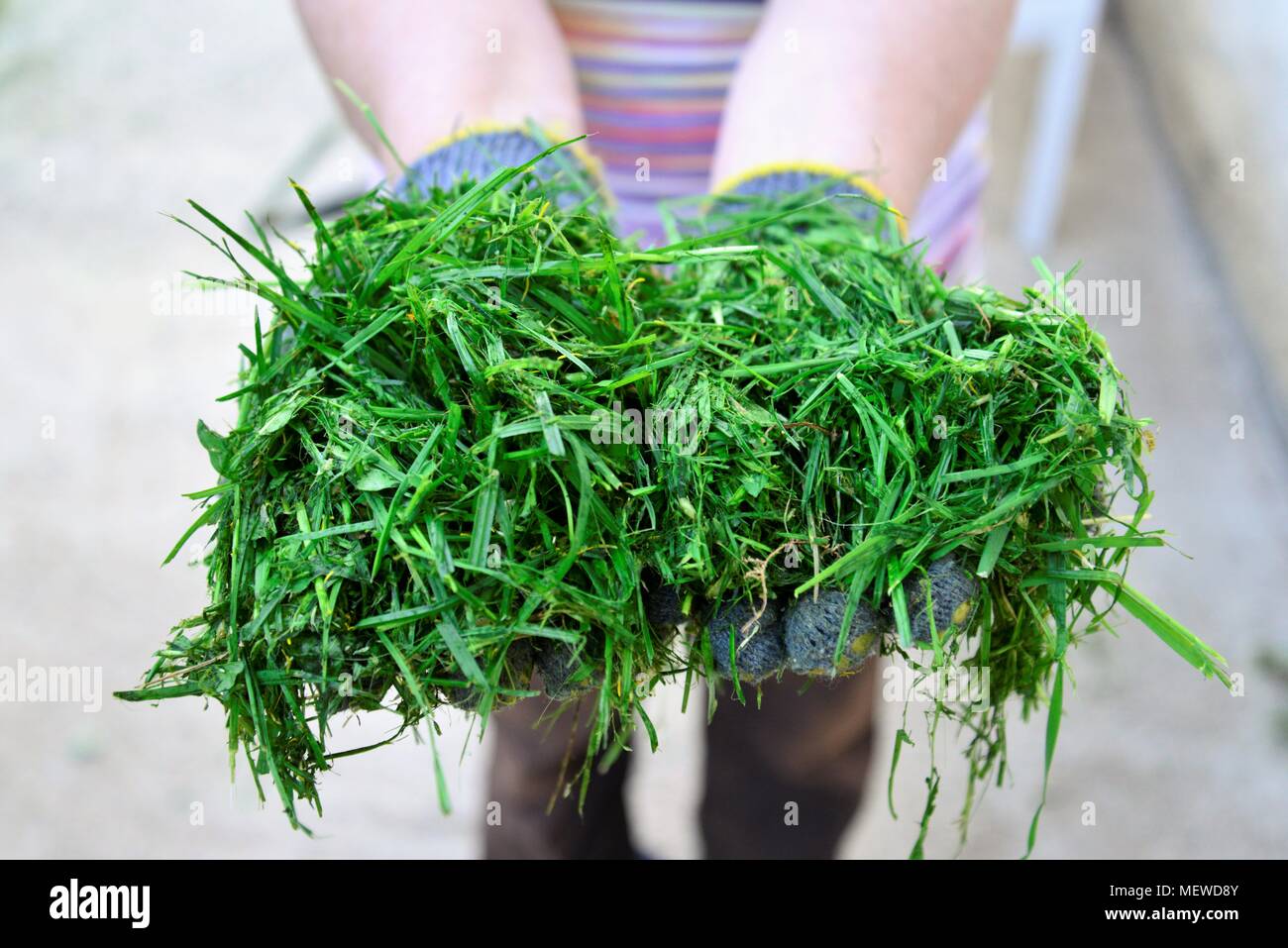Womah con guanti di protezione tenendo spostata fresca erba in mani Foto Stock