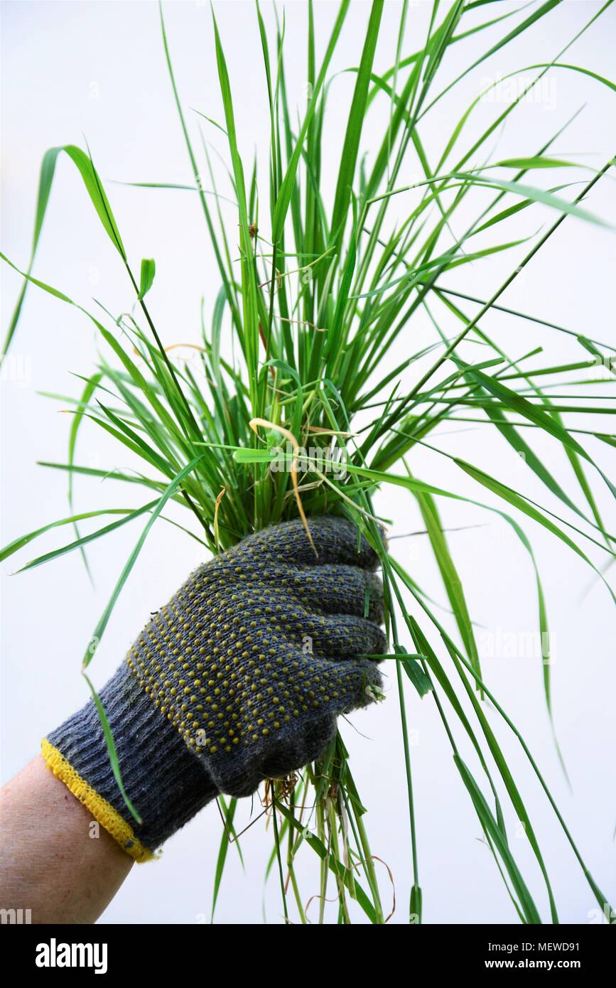 Womah con guanti di protezione tenendo spostata fresca erba in mani Foto Stock