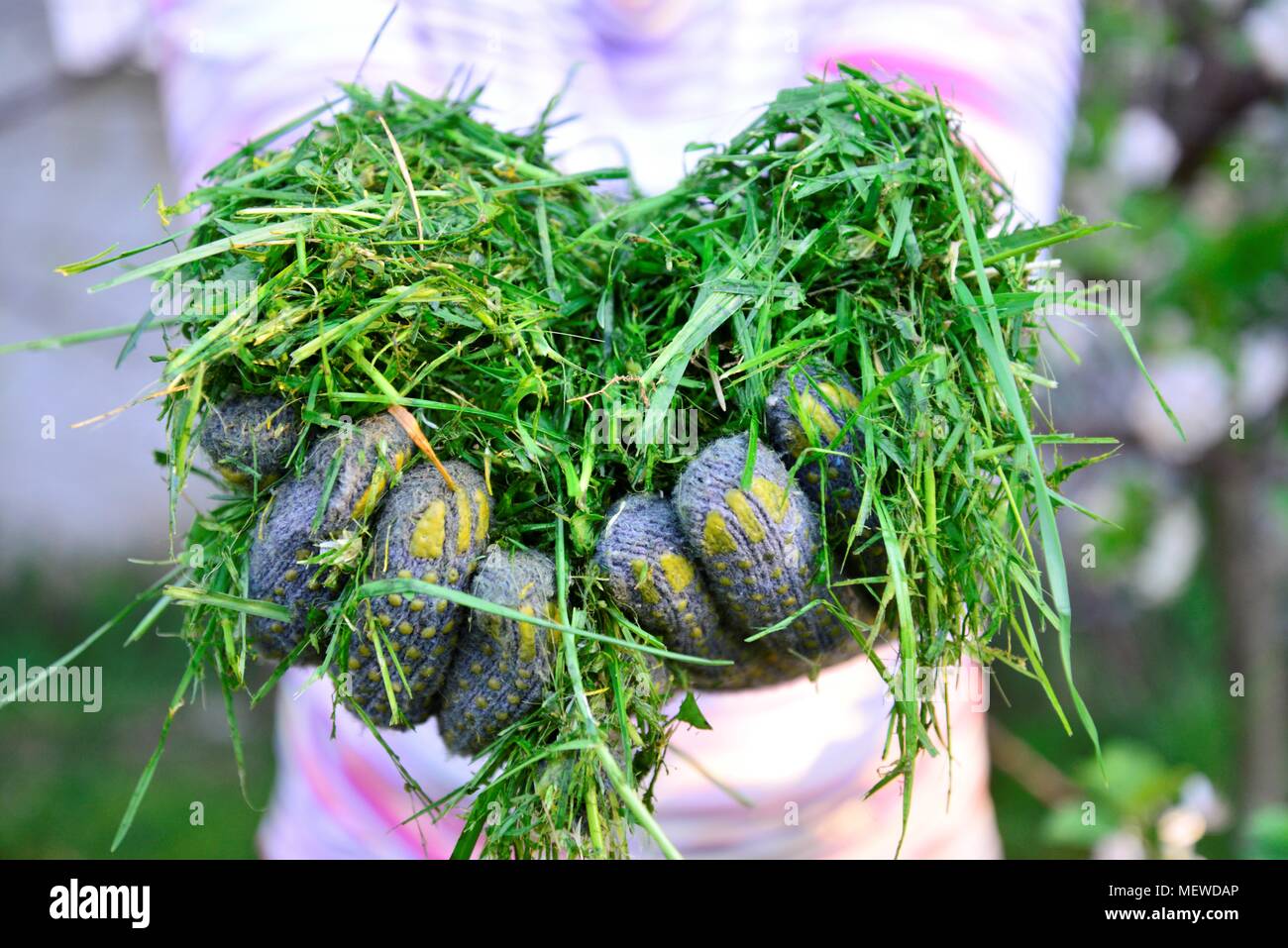 Womah con guanti di protezione tenendo spostata fresca erba in mani Foto Stock