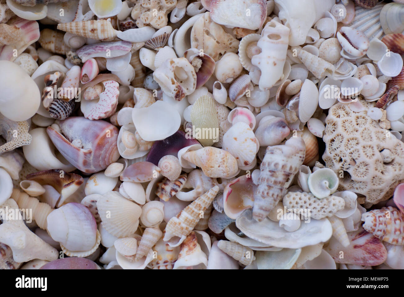 Una varietà di conchiglie. Mollusco colorate conchiglie. Seashell texture. Foto Stock