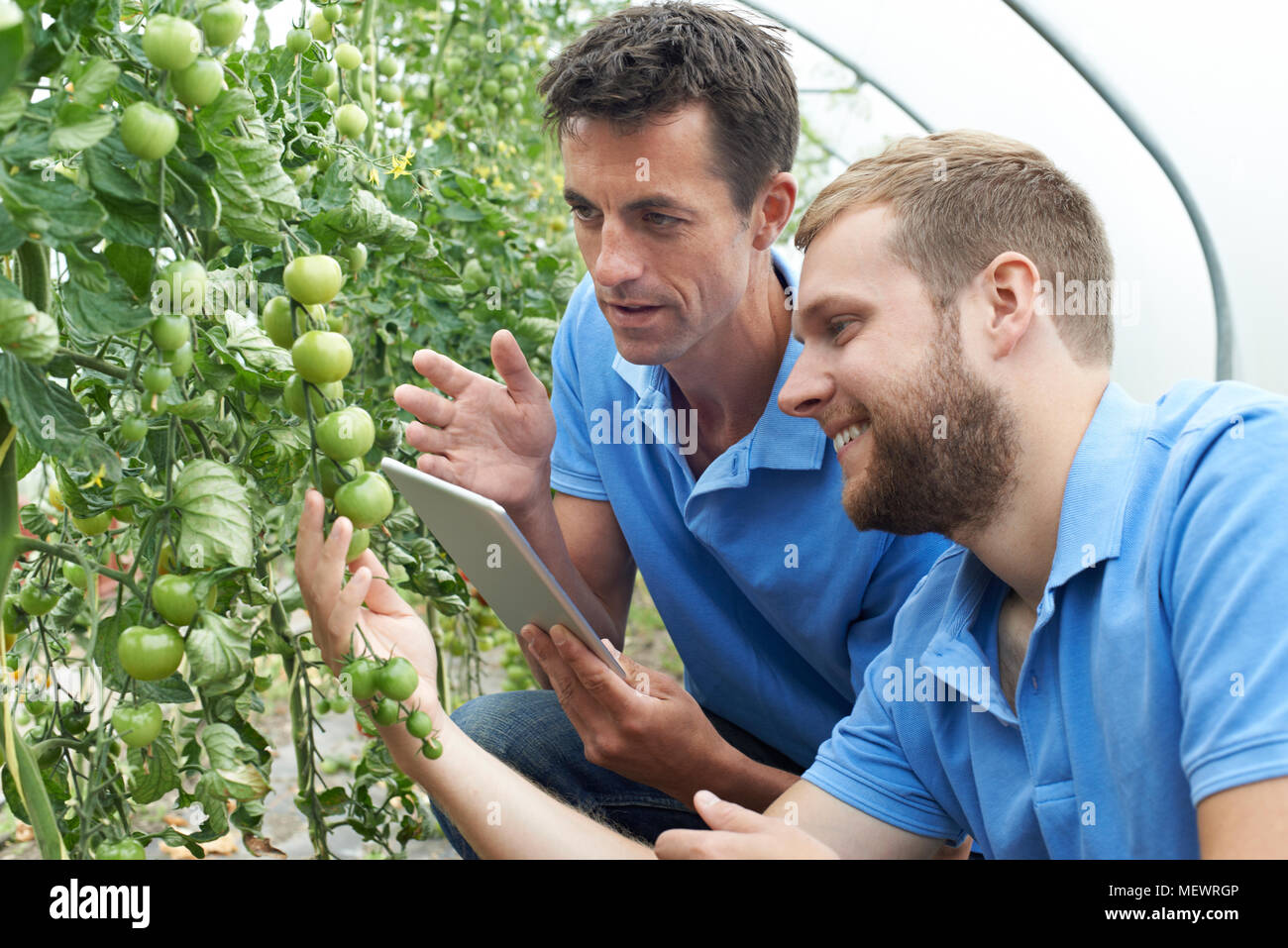I lavoratori agricoli controllo di piante di pomodoro con tavoletta digitale Foto Stock