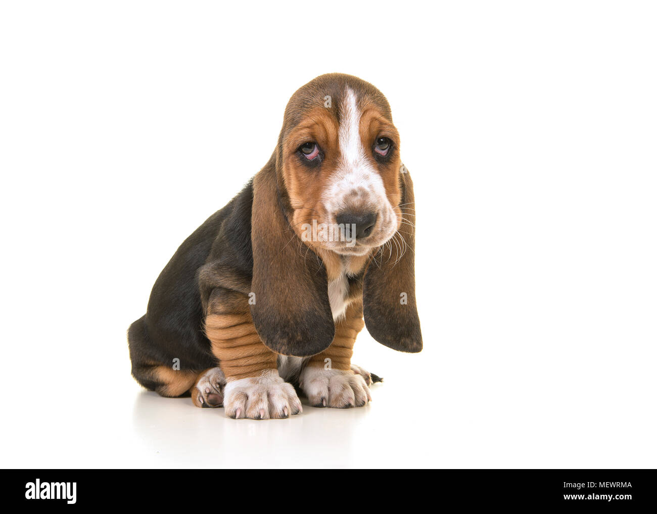 Carino seduta tricolore Basset Hound cucciolo cercando triste o pente isolato su uno sfondo bianco Foto Stock