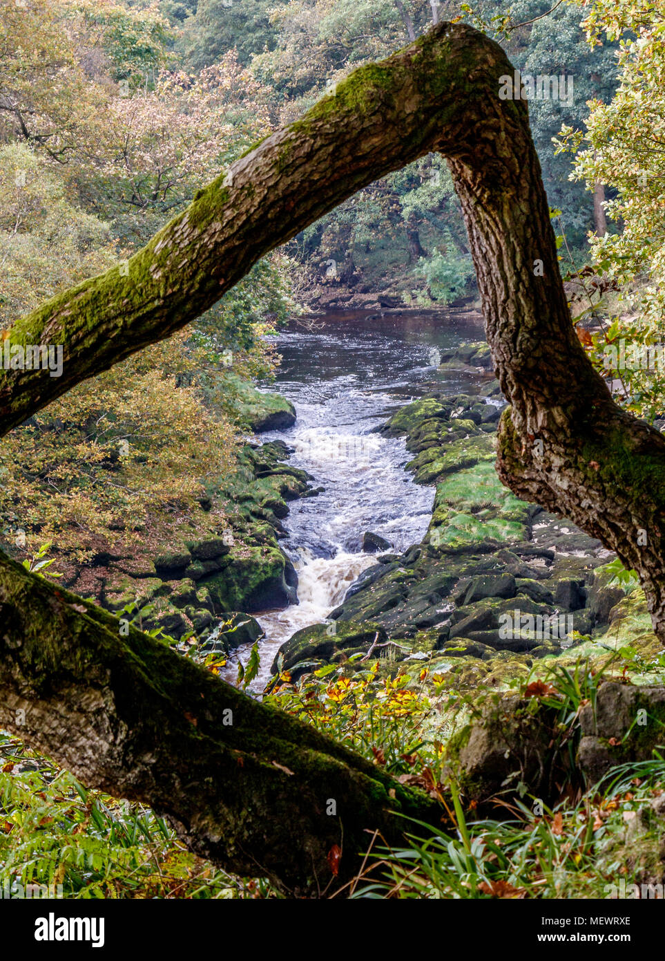 Un albero caduto frame con una vista del fiume Wharfe a Bolton Abbey Estate, nello Yorkshire, Regno Unito. Foto Stock