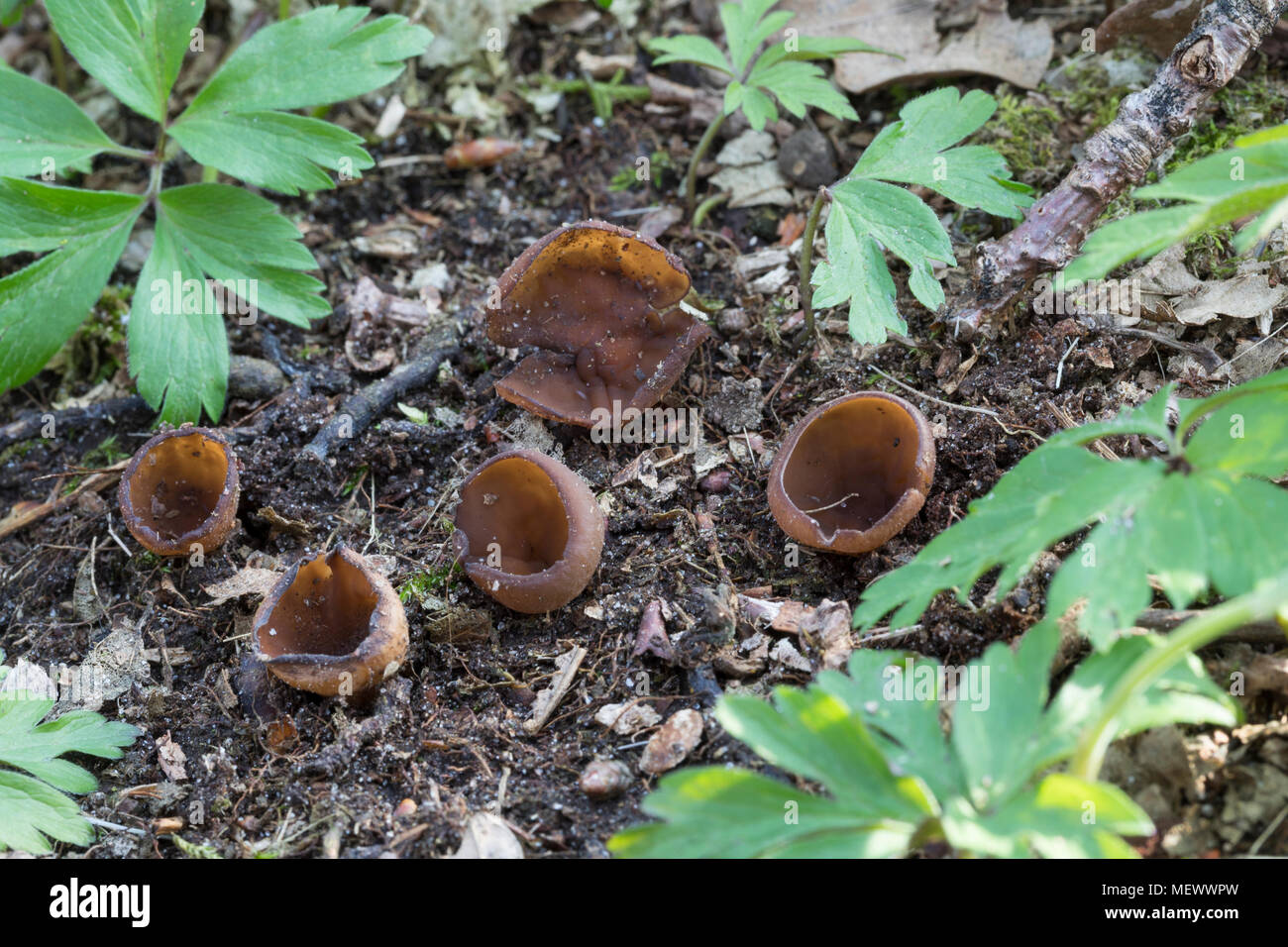 Gemeine Anemonenbecherling, Anemonenbecherling, Anemonen-Becherling, Sklerotienbecherling, Sklerotien-Becherling, Dumontinia tuberosa, Sclerotinia vasca Foto Stock