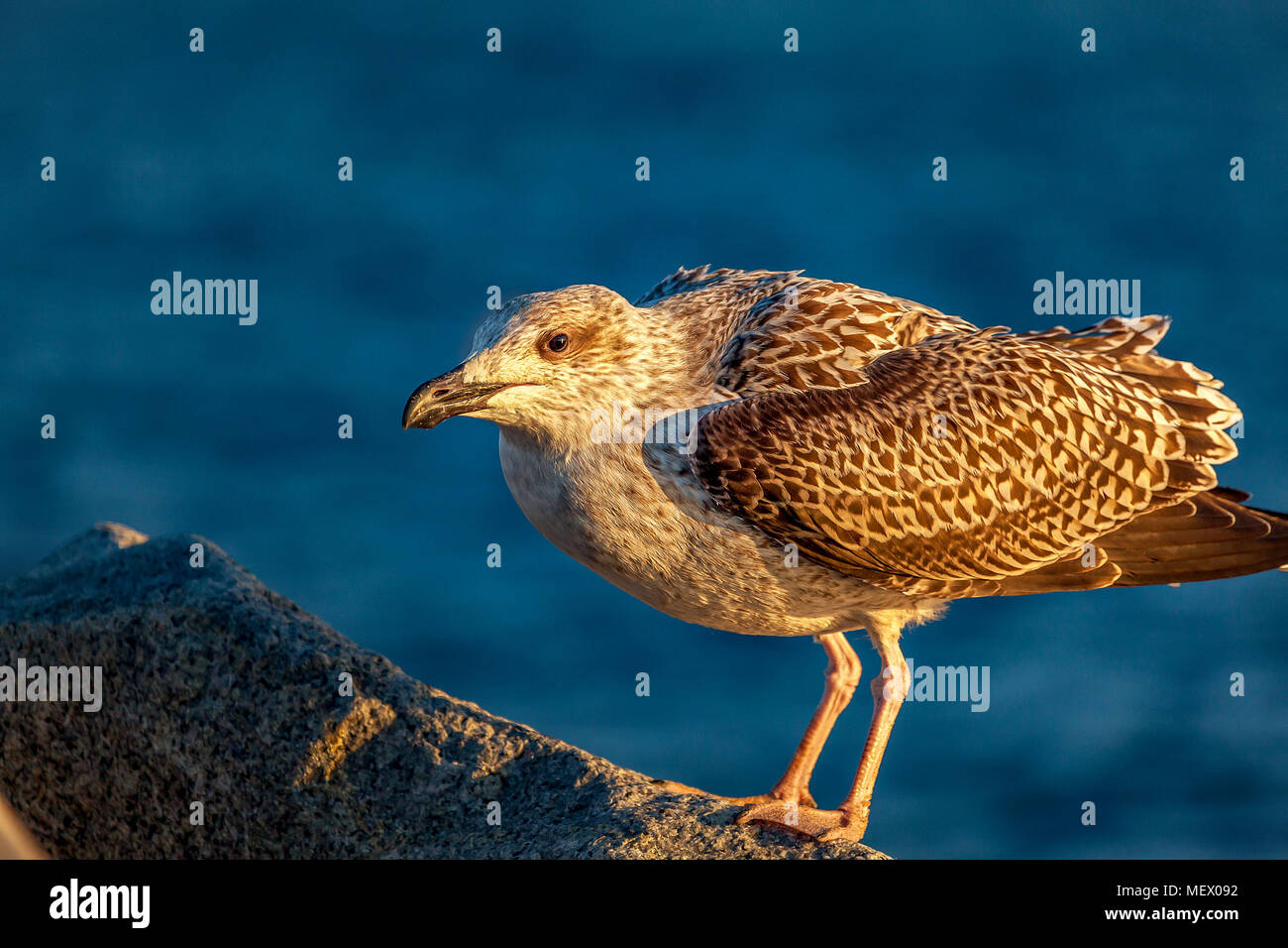 Primo piano di una singola, immaturi Aringa Gabbiano, Larus argentatus, in piedi sulle rocce a Hampton Beach, NH, Stati Uniti d'America, nel tardo pomeriggio caldo, luce dorata. Foto Stock