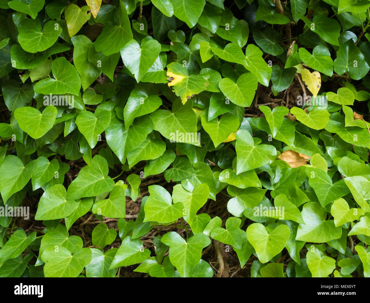 Verde sullo sfondo di edera. Natura sfondo floreale. Boccola strisciante Hedera Foto Stock