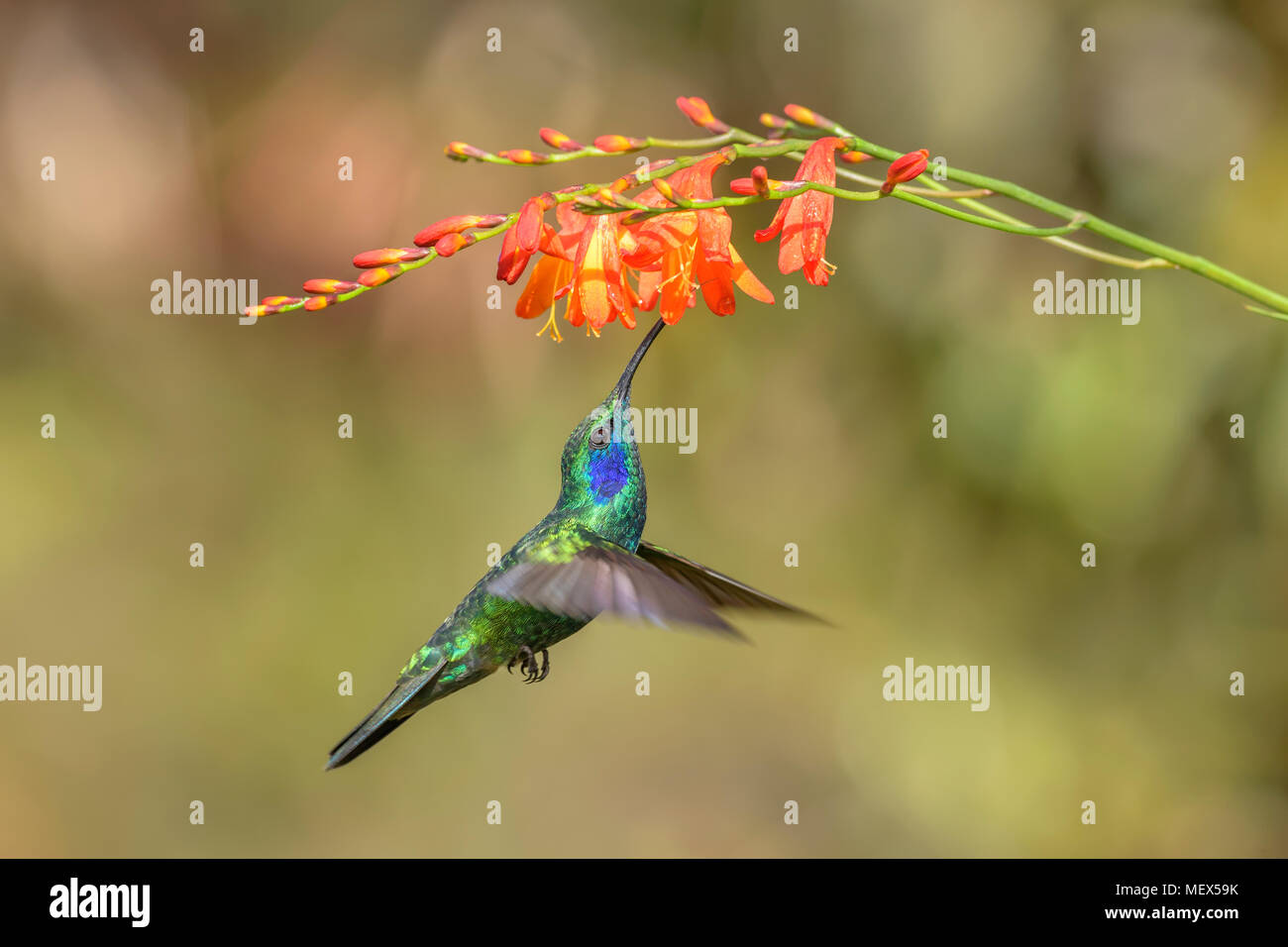 Verde viola-orecchio - Colibri thalassinus, bel verde hummingbird dall America Centrale foreste, Costa Rica. Foto Stock
