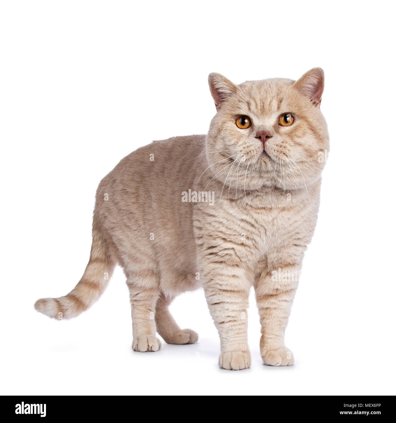 Crema imponente maschio adulto British Shorthair cat in piedi isolato su sfondo bianco Foto Stock