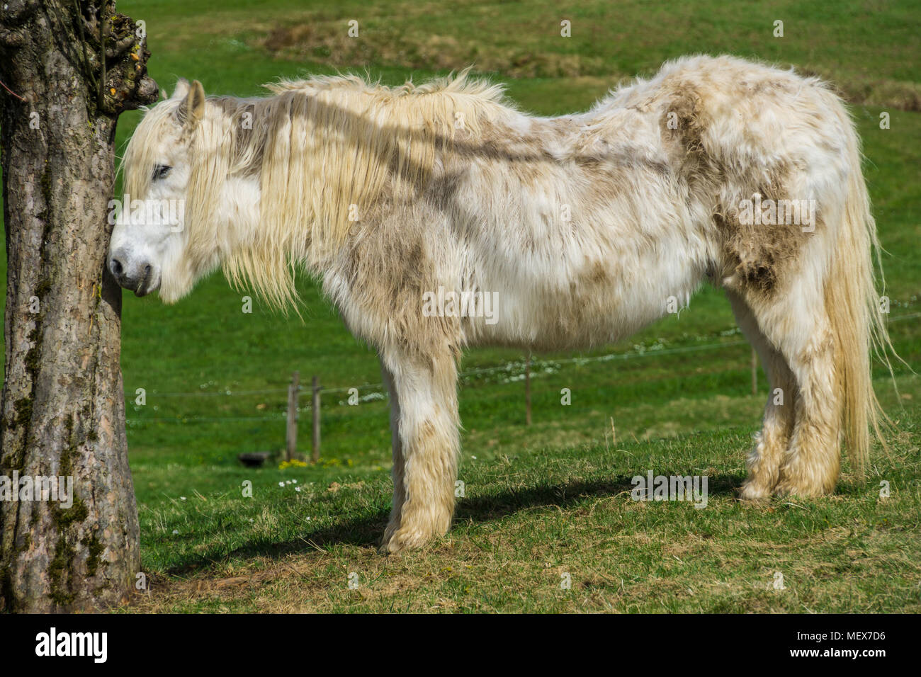 Germania, bellezza cavallo con lungo pelo bianco in piedi accanto ad albero, vista laterale Foto Stock