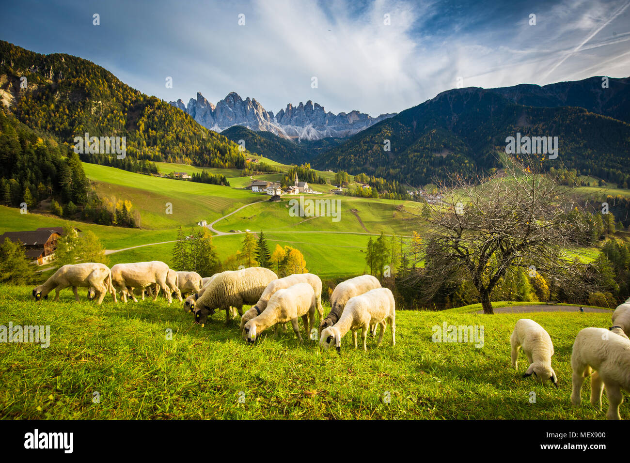 Bellissima vista idilliaco paesaggio di montagna nelle Dolomiti con la famosa Santa Maddelana villaggio di montagna e le pecore pascolano sui prati verdi Foto Stock