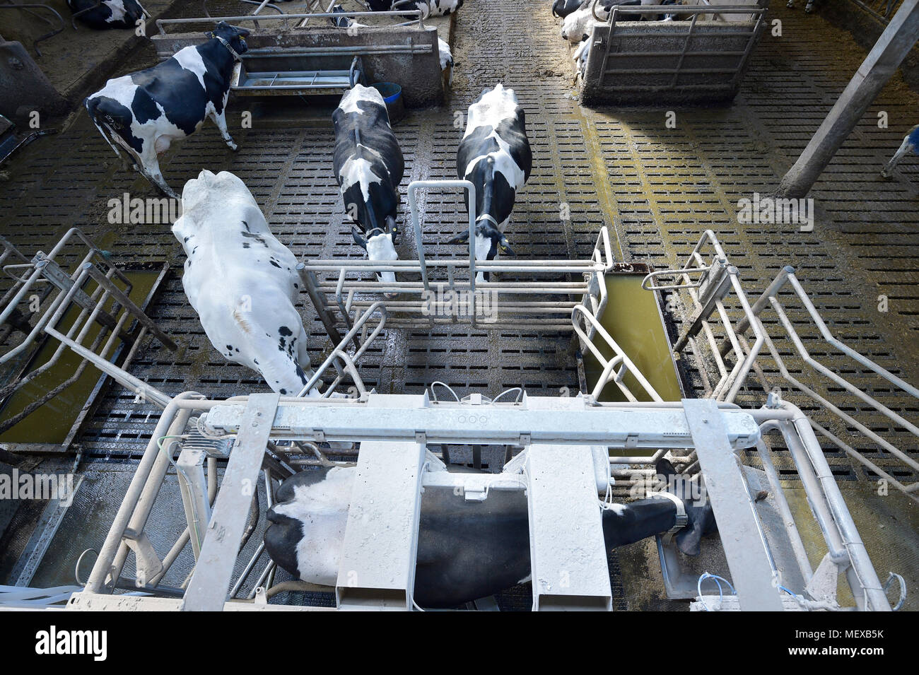 Le mucche in stalla è munto da un robot Foto Stock