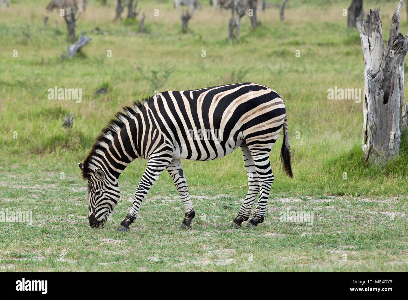 La Burchell, comune o pianure Zebra (Equus quagga burchellii). Il pascolo. Okavango Delta. Il Botswana. L'Africa. Gennaio. Foto Stock