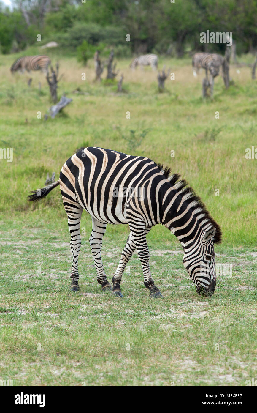 La Burchell, comune o pianure Zebra (Equus quagga burchellii). Il pascolo. Okavango Delta. Il Botswana. L'Africa. Gennaio. Stagione bagnata. Foto Stock