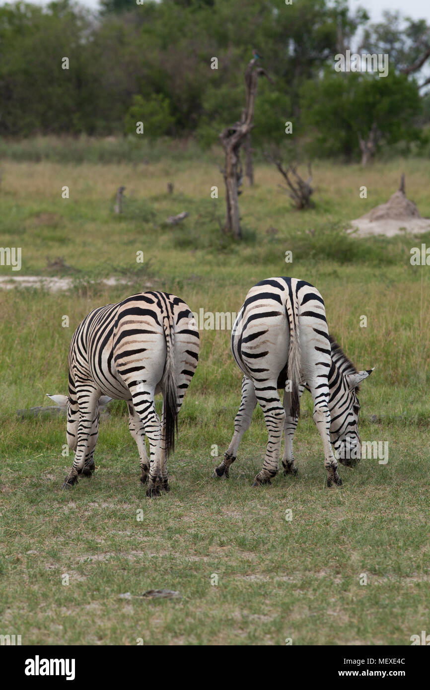 La Burchell, comune o pianure Zebra Equus quagga burchellii. Il pascolo. Vista della groppa quarti posteriori che mostra la variabilità in ombra i contrassegni tra strisce Foto Stock