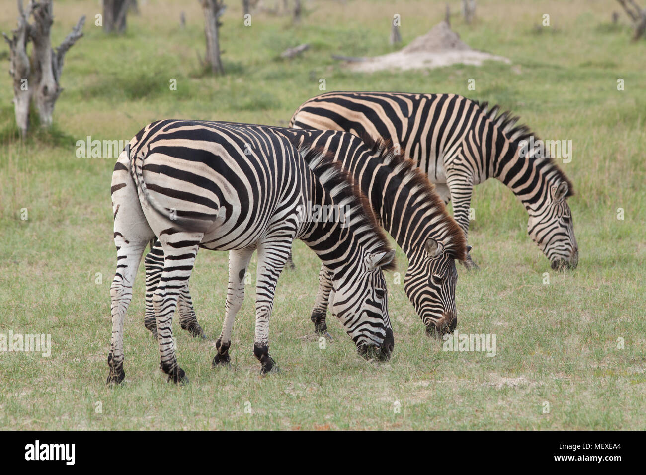 La Burchell, comune o pianure Zebra (Equus quagga burchellii). Tre animali al pascolo. Okavango Delta. Il Botswana. L'Africa. Gennaio. Foto Stock