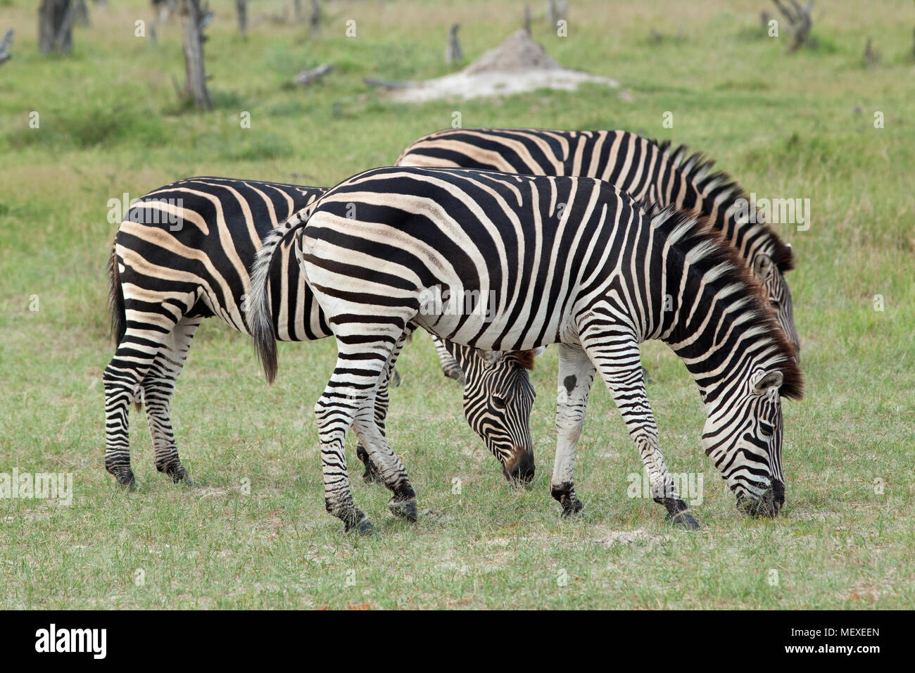 La Burchell, comune o pianure Zebra (Equus quagga burchellii). Tre animali al pascolo uno di fianco all'altro. Okavango Delta. Il Botswana. L'Africa. Gennaio. Foto Stock