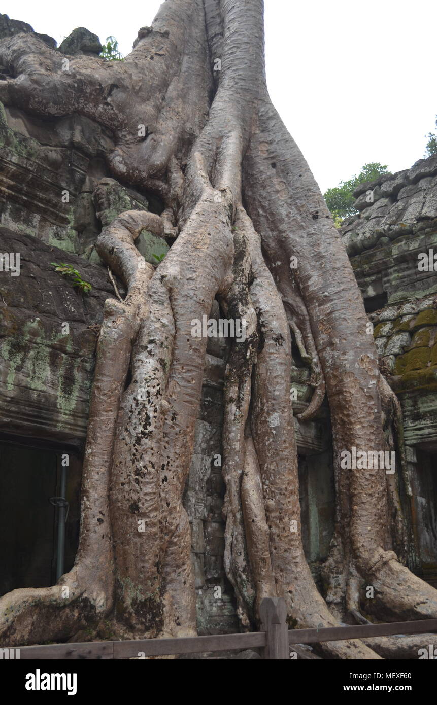 Un enorme radice supera una parete a Ta Phrom tempio, che è apparso nel film Tomb Raider con Angelina Jolie. Foto Stock