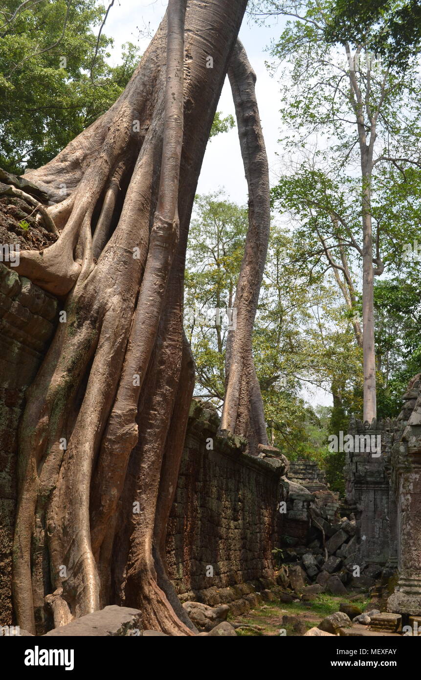 Un enorme radice supera una parete a Ta Phrom tempio, che è apparso nel film Tomb Raider con Angelina Jolie. Foto Stock