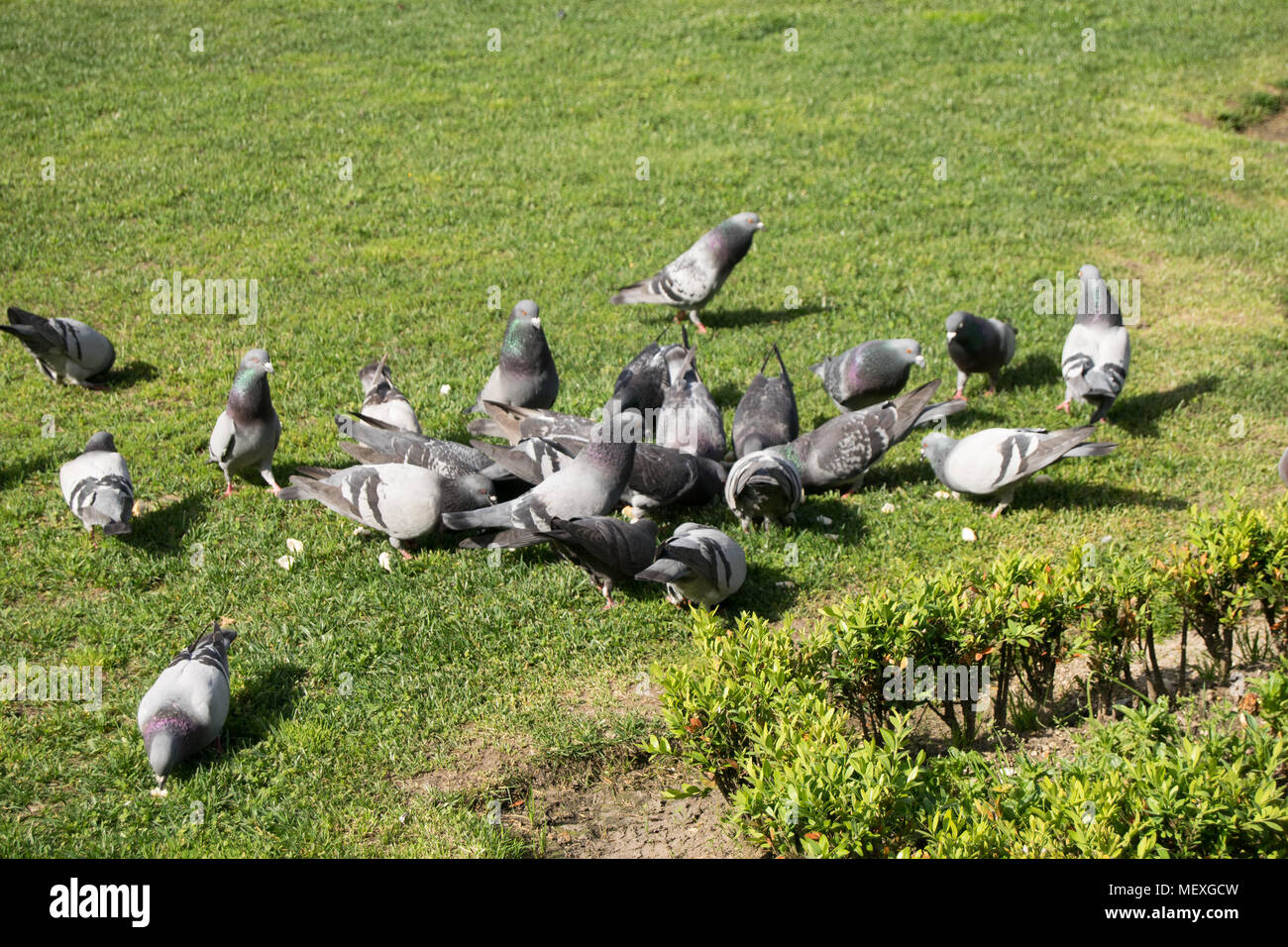 Gruppo di piccioni che si nutrono nel giardino della città Di Braga in primavera Foto Stock