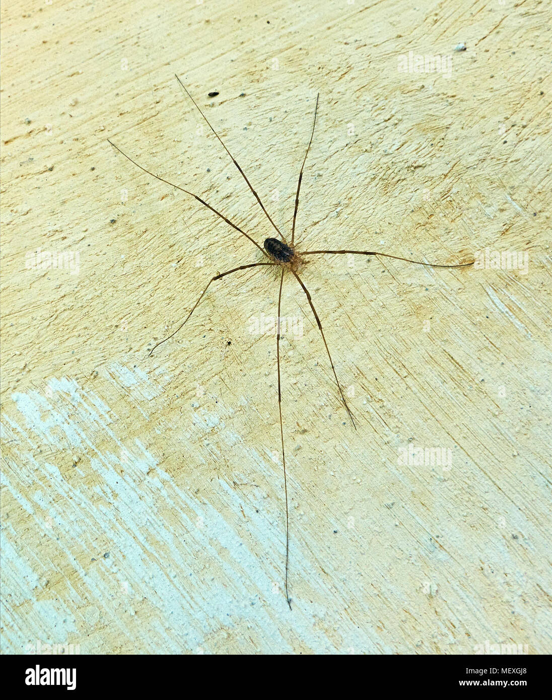 Angolo di alta vista sul piccolo brown spider seduti sulla parete a diffondere la sua gambe molto lunghe zampe Foto Stock