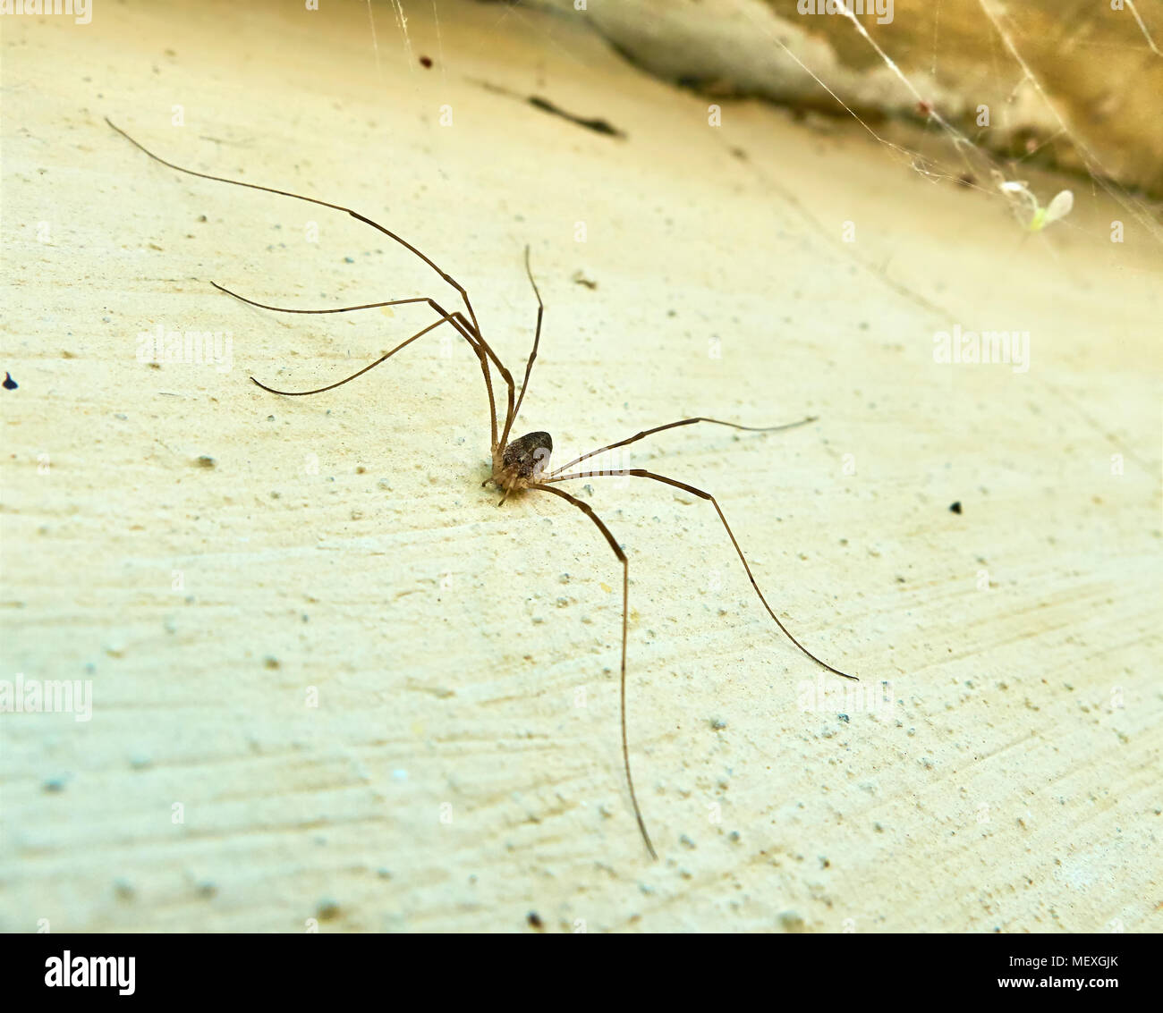 Macro anteriore vista sul piccolo ragno con un molto lungo le gambe seduto sulla parete creando spider web nell'angolo Foto Stock