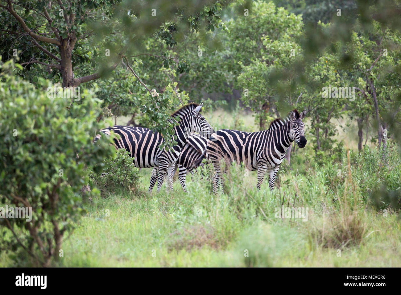 La Burchell, comune o pianure Zebra (Equus quagga burchellii). Tre animali al pascolo uno di fianco all'altro, in una fitta copertura degli alberi. Okavango Delta. Botswa Foto Stock
