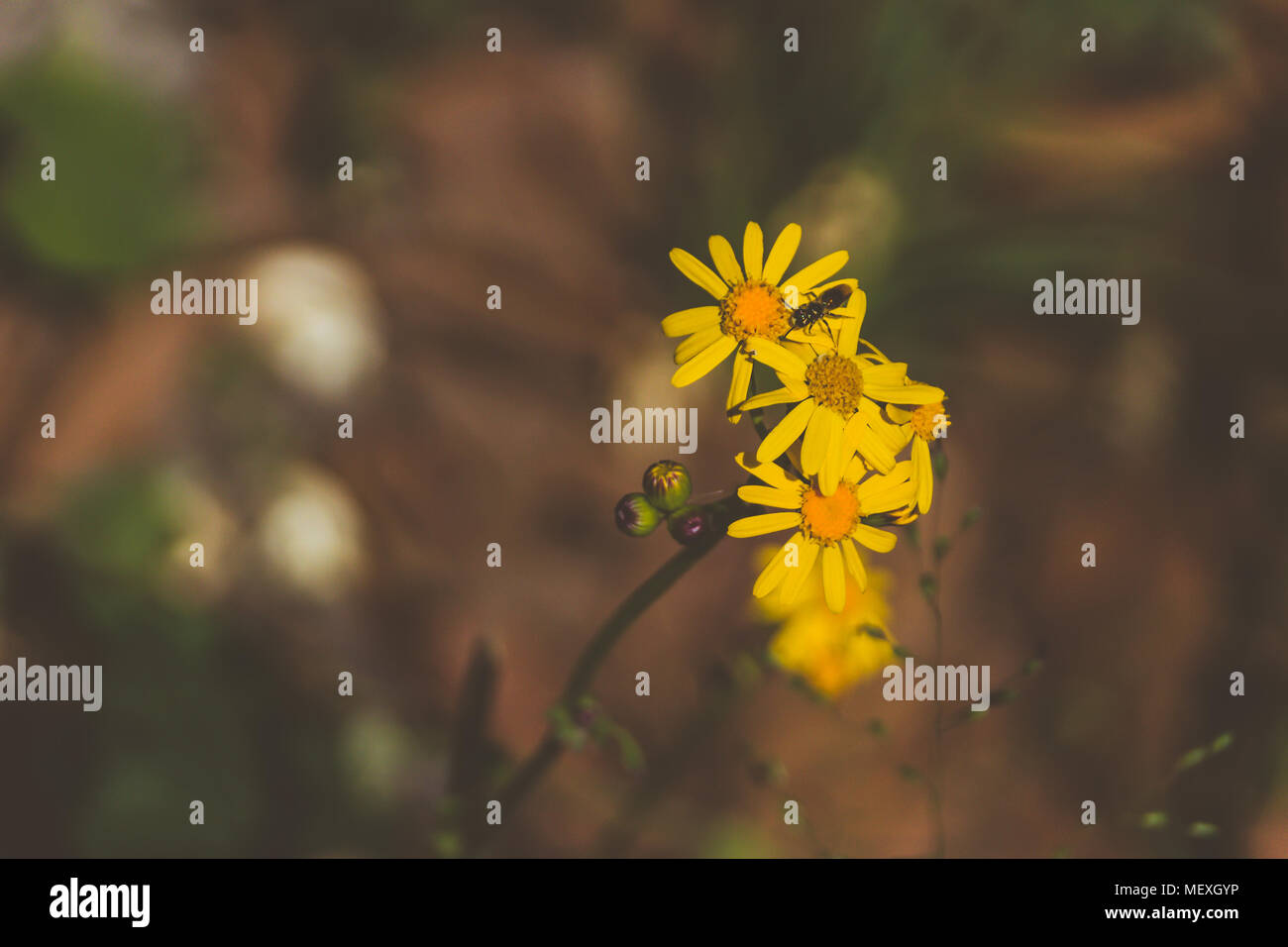 Fotografia di un ape e fiori di colore giallo nel processo di impollinazione Foto Stock