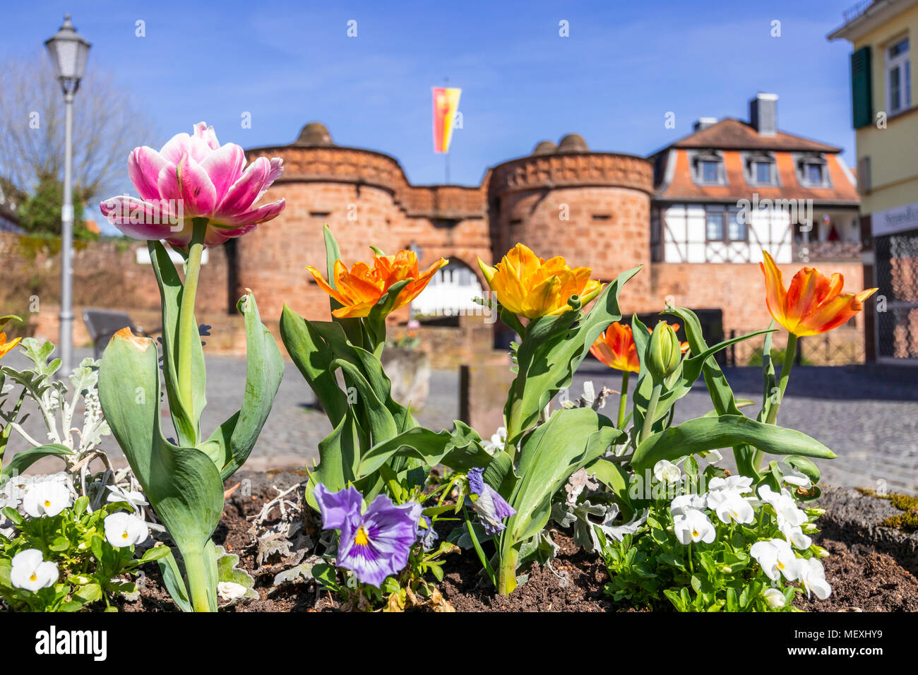 Fioritura precoce doppio tulipani di fronte Jerusalemer Tour o Untertor o parte inferiore porta nel centro storico della città di Büdingen, Hesse, Germania, Europa Foto Stock