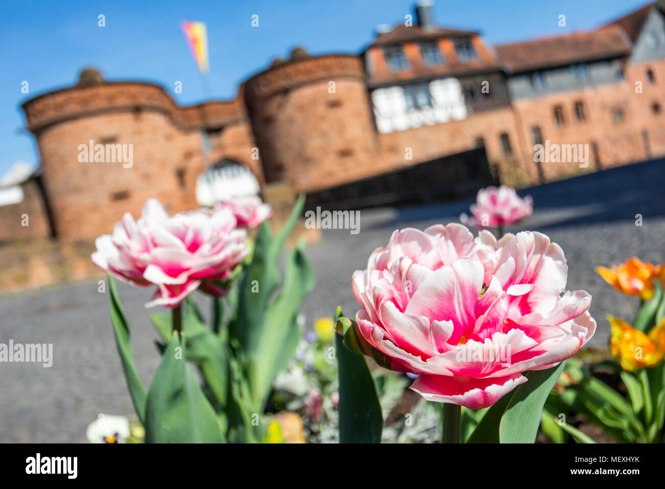 Fioritura precoce doppio tulipani di fronte Jerusalemer Tour o Untertor o parte inferiore porta nel centro storico della città di Büdingen, Hesse, Germania, Europa Foto Stock