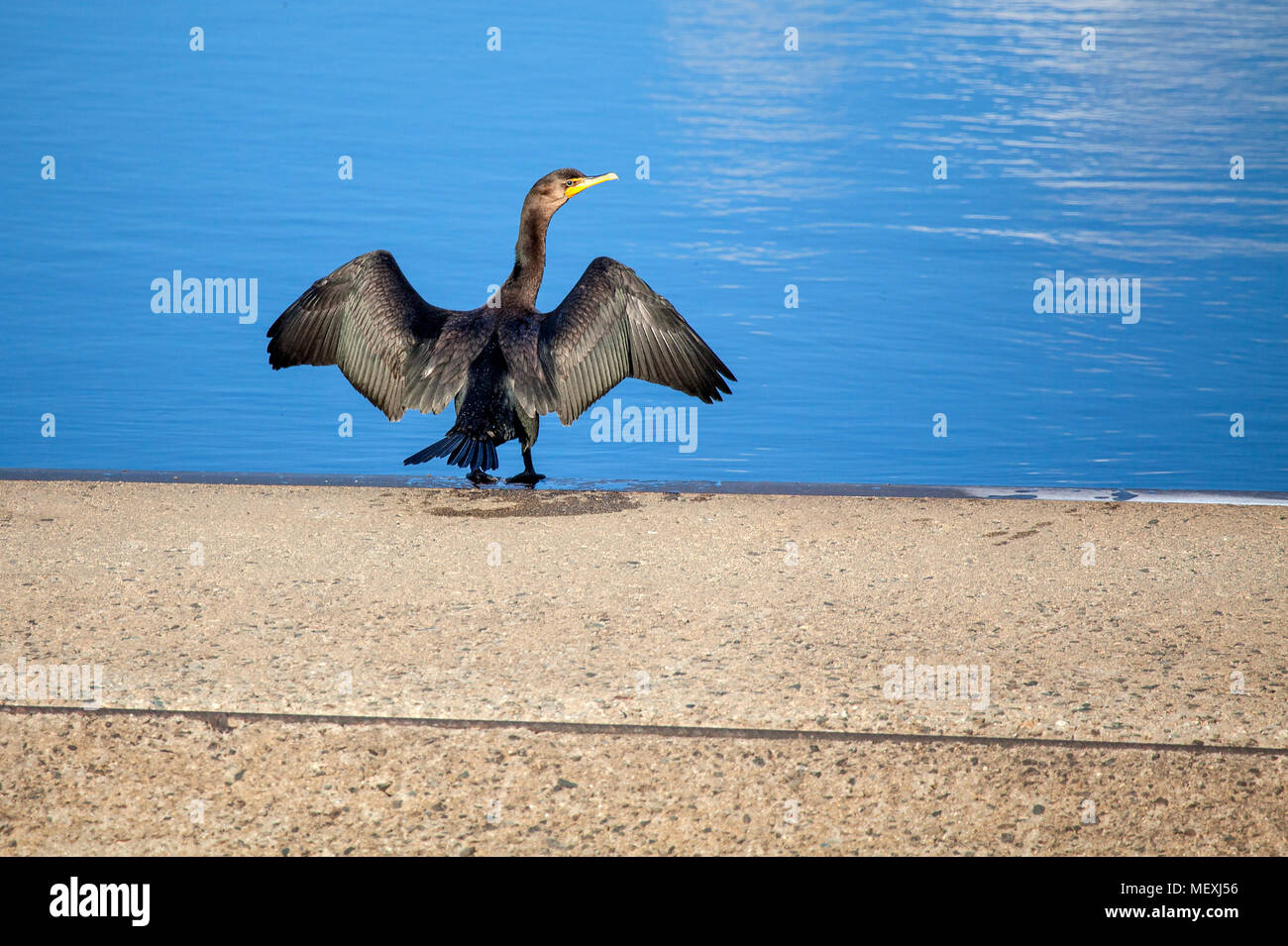 Un doppio-crestato, cormorano Phalacrocorax auritus e distende le sue ali contro il sole per asciugarli dopo una nuotata in un fiume. Foto Stock