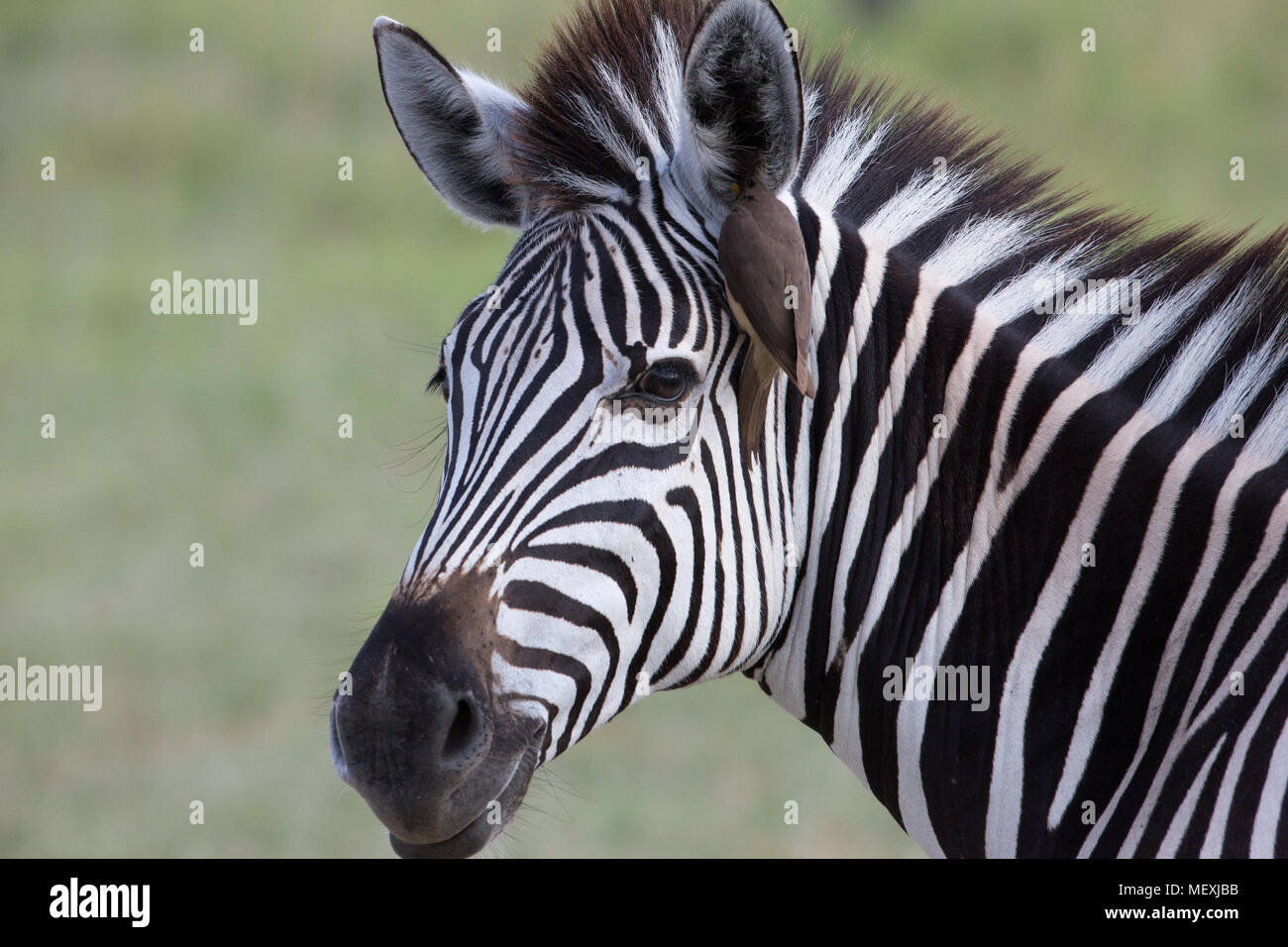 La Burchell Zebra (Equus quagga burchellii). Con il rosso-fatturati Oxpecker (Buphagus erythorhynchus), allegata, in orecchio alla ricerca di parassiti esterni. tick Foto Stock