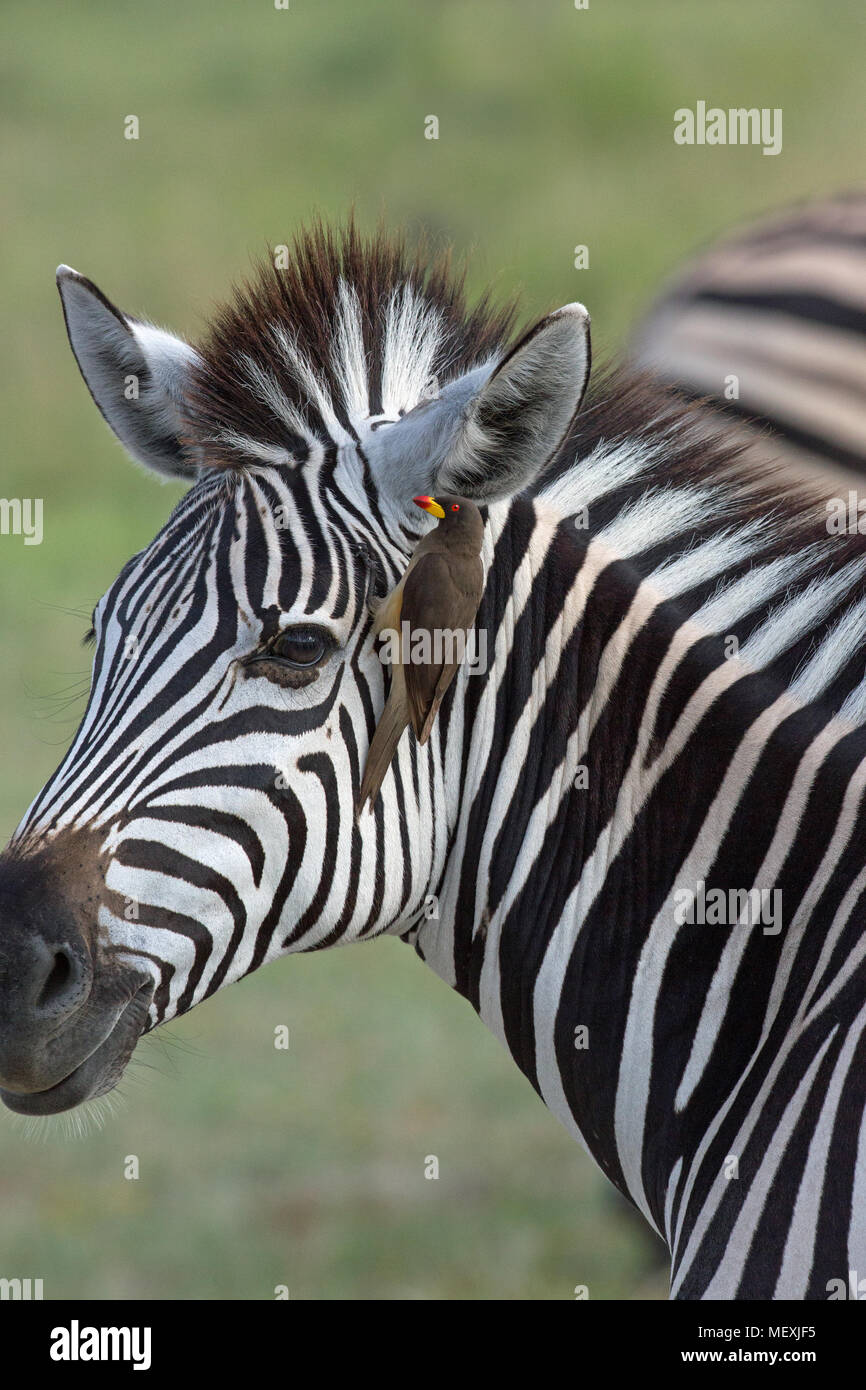 La Burchell Zebra (Equus burchelli). Con il rosso-fatturati Oxpecker (Buphagus erythorhynchus), allegate alla ricerca di parassiti esterni sotto forma di zecche e Foto Stock