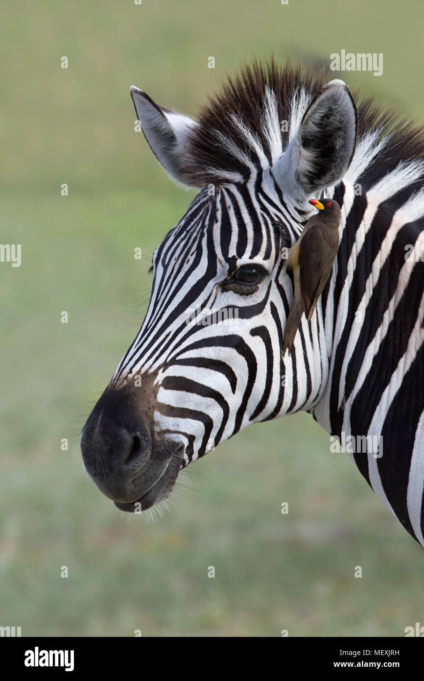 La Burchell Zebra (Equus burchelli). Con giallo-fatturati Oxpecker (Buphagus africanus), allegate alla ricerca di parassiti esterni sotto forma di zecche e fl Foto Stock