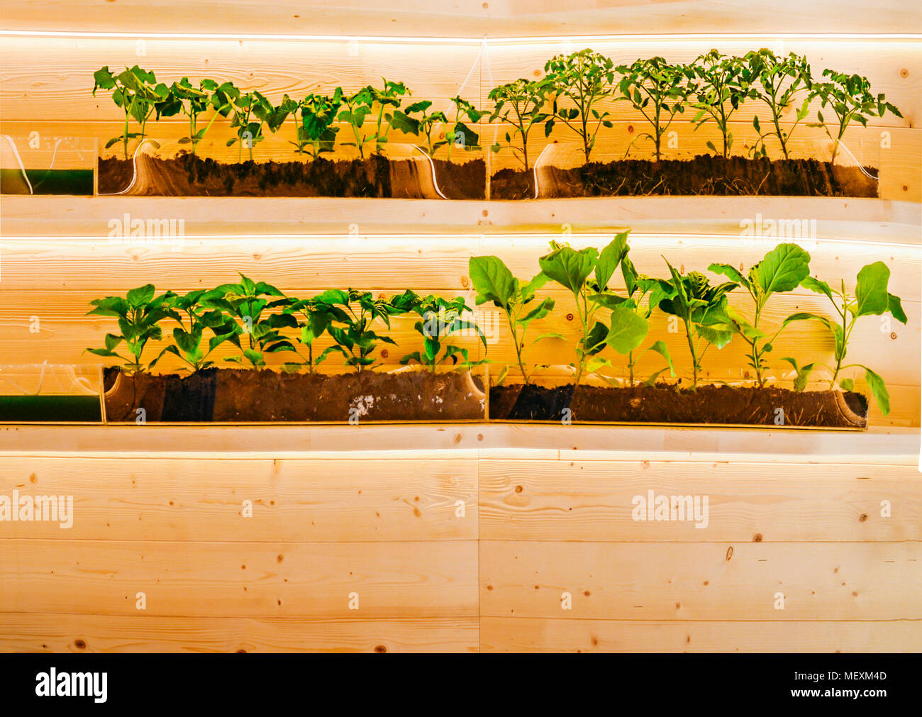 Piante che crescono in terreno su scaffalature in legno Foto Stock