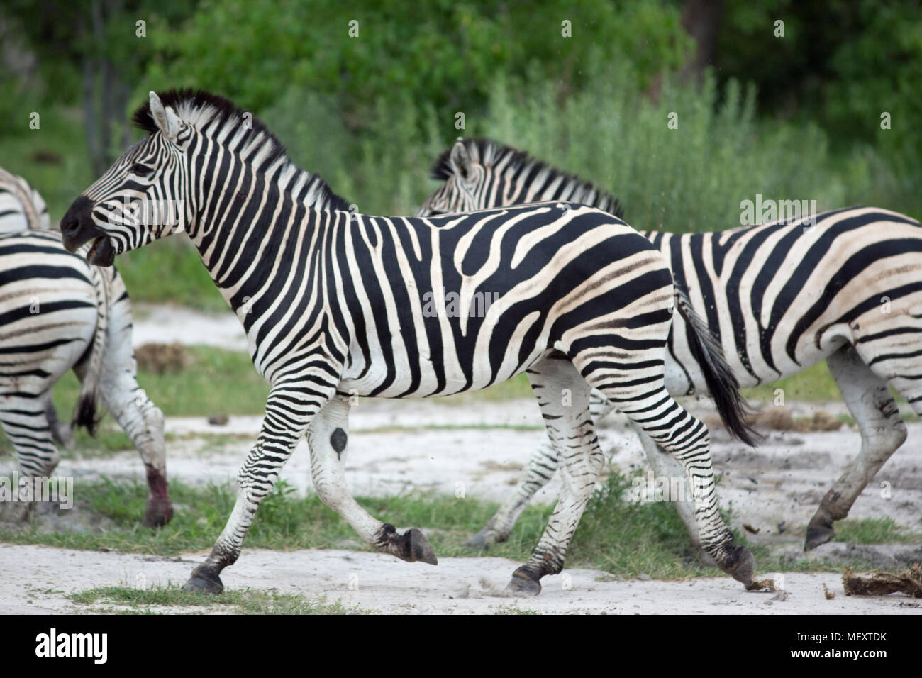 La Burchell, pianure o comuni o zebra (Equus quagga burchellii). Correndo insieme. Un animale la sovrapposizione di altri in movimento, effettua la selezione di un ind Foto Stock