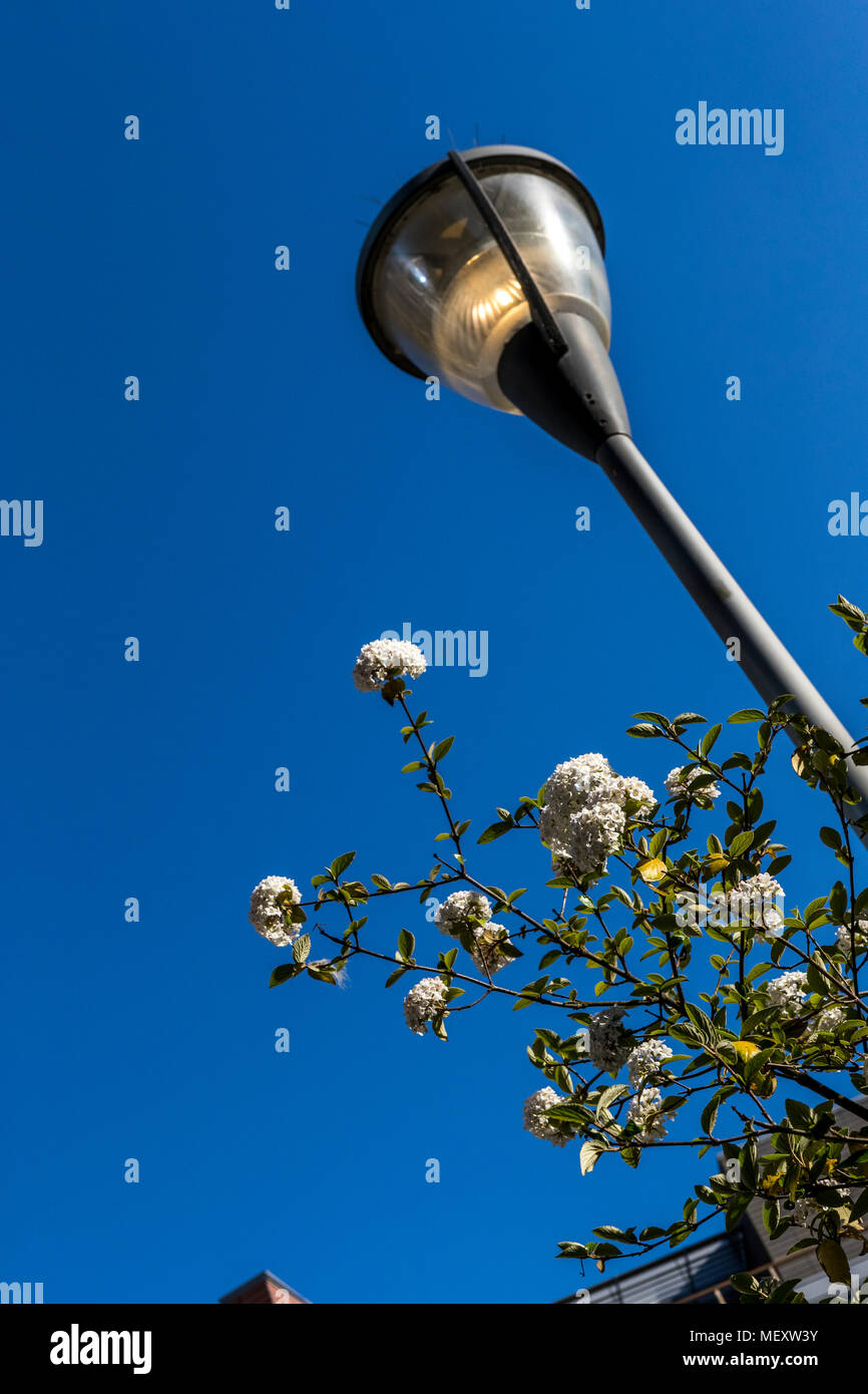 Un moderno lam post e un albero di magnolia, in Finzels raggiungere. Progetto di Bristol, Foto Stock