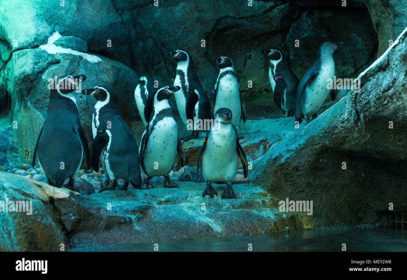 Gruppo di pinguini alla zoo di Calgary. Foto Stock