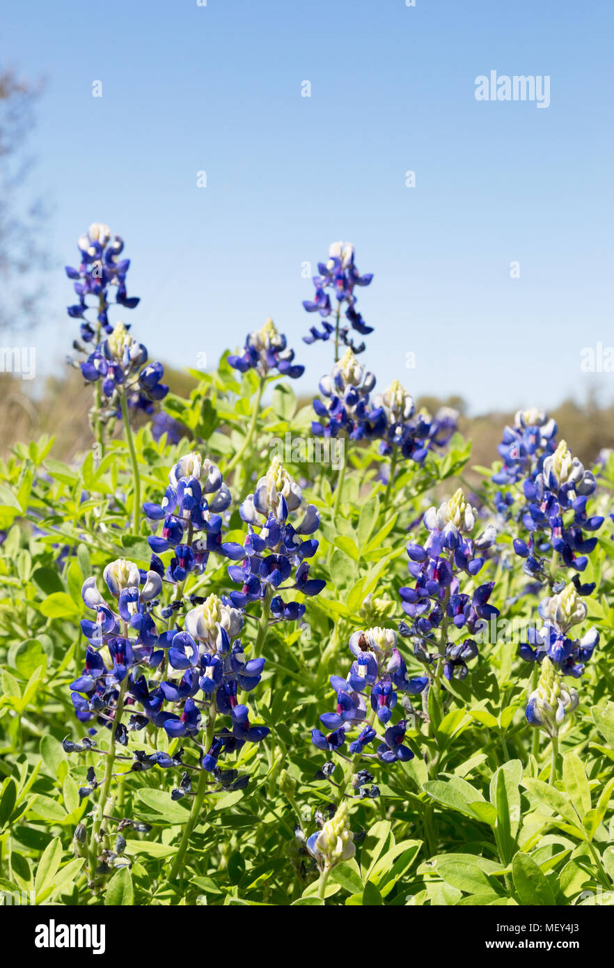 Bluebonnets, ( Lupinus Texensis ) fiori selvatici. Il Bluebonnet è il fiore dello Stato del Texas; in Texas, Stati Uniti d'America Foto Stock