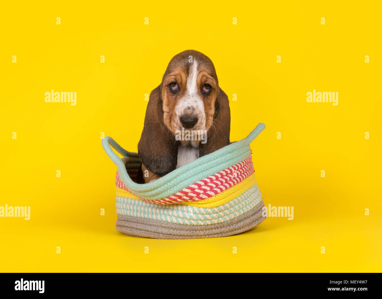 Adorabili Basset Hound cucciolo di cane seduto in un colorato cesto su uno sfondo giallo Foto Stock