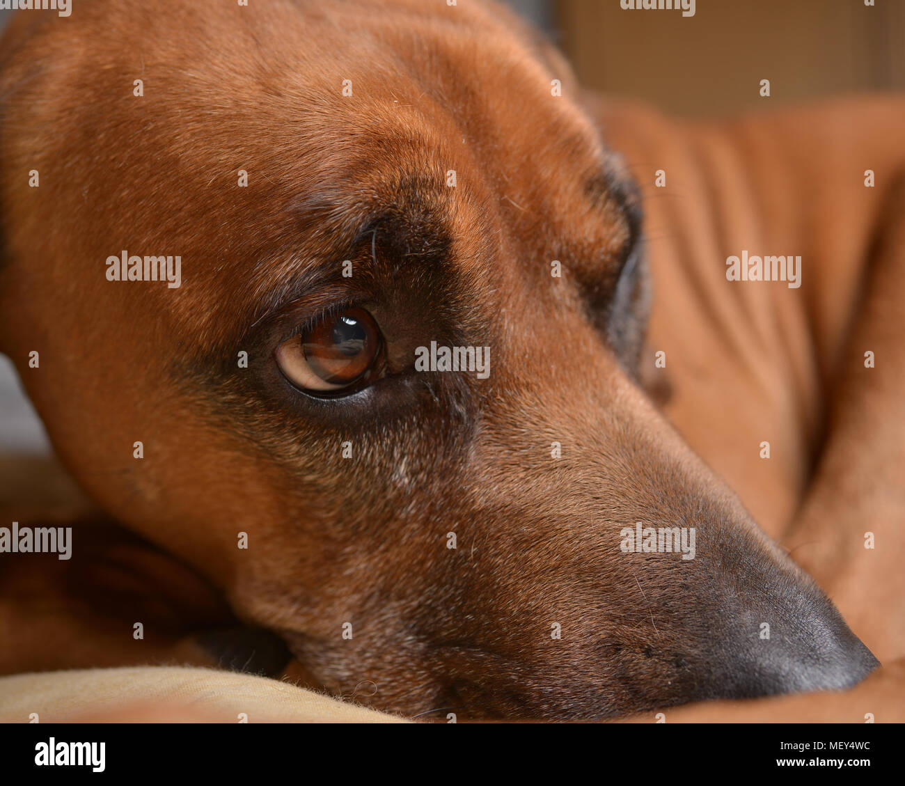 Ridgeback rhodesiano cane vicino la testa sul suo letto Foto Stock