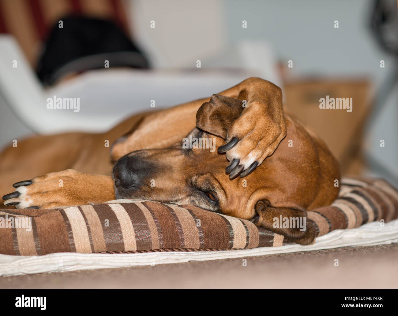 Ridgeback rhodesiano cane con zampa sopra il suo orecchio sul suo letto Foto Stock