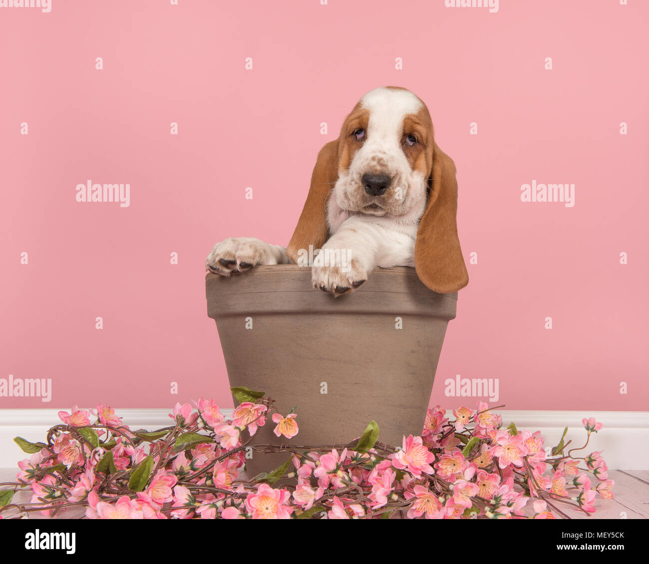 Carino il bianco e il rosso Basset Hound cucciolo seduto in un marrone pentola floreale con fiori di colore rosa in un rosa soggiorno impostazione Foto Stock