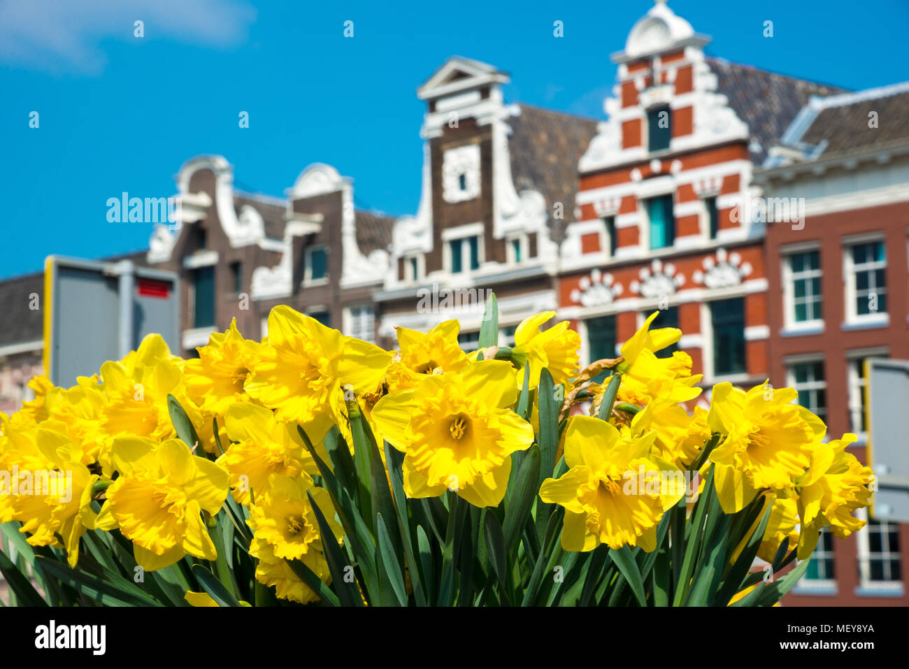 Case olandesi con il tulipano giallo fiori, Amsterdam, Paesi Bassi Foto Stock